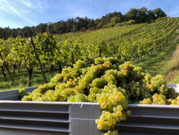 Kräuterführung und Weinbergswanderung - 10.05.2025 - 12 Uhr -